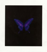 Purple Butterfly by Damien Hirst - click for more detail